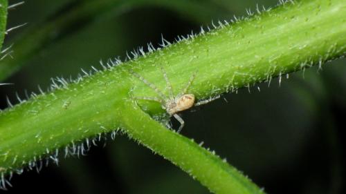 Philodromus sp.
